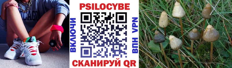 Галлюциногенные грибы Psilocybine cubensis наркошоп Бабушкин